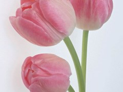 鑫国彩饰软膜天花 喷绘天花 艺术造型天花 
