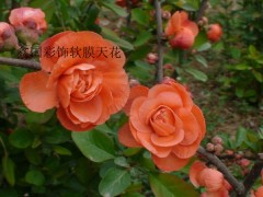 鑫国彩饰软膜天花 喷绘天花 艺术造型天花 
