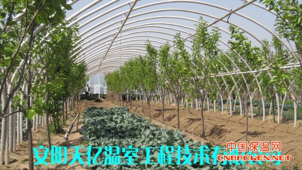 钢管镀塑大棚 大棚骨架机 温室大棚 天亿温室工程