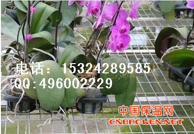 供应安平丝网，苗床网，养花网，镀锌网片