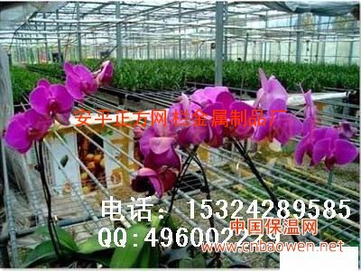 供应安平正方护栏网厂，苗床网，养花网，镀锌网片/温室养花网