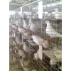 鸽笼 鸽子笼 肉鸽笼，兔笼 兔子笼 种兔笼 子母兔笼