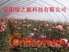 钢管镀锌大棚骨架机