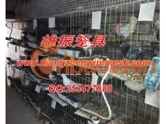 雄振鸽笼子,信鸽笼子价格,肉鸽笼子厂家图2