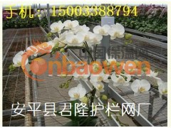 君隆苗床网，君隆温室苗床网，君隆苗床镀锌网片，君隆青州苗床网图3