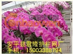 君隆苗床网价格，君隆温室苗床网厂家 ，君隆镀锌苗床网规格图3