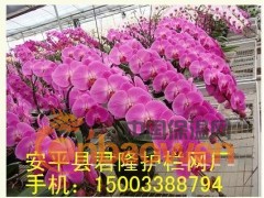 君隆苗床网|青州温室苗床网|君隆镀锌苗床网片|君隆植床网片图3