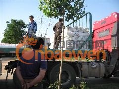 玻纤网格布 批发玻纤网格布图3