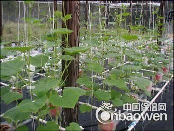 供应园艺栽培育苗蔬菜用（大颗粒珍珠岩）