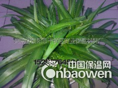 供应园艺优质（大颗粒珍珠岩）1-4mm图2