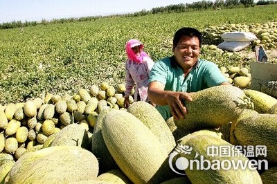 哈密瓜保鲜库注意事项