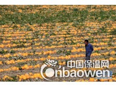 哈密瓜保鲜库注意事项图2