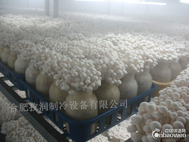 安徽合肥肥东县定做型冷藏库冷冻库