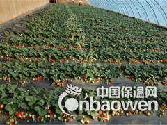 供应温室育苗大棚发热电缆方案图2