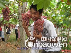 猕猴桃 葡萄用搭架钢丝 猕猴桃搭架葡萄搭架钢丝图2