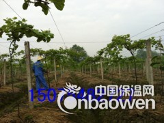 春天猕猴桃搭架钢丝 猕猴桃果园搭架钢丝图2