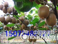 春天猕猴桃搭架钢丝 猕猴桃果园搭架钢丝图3